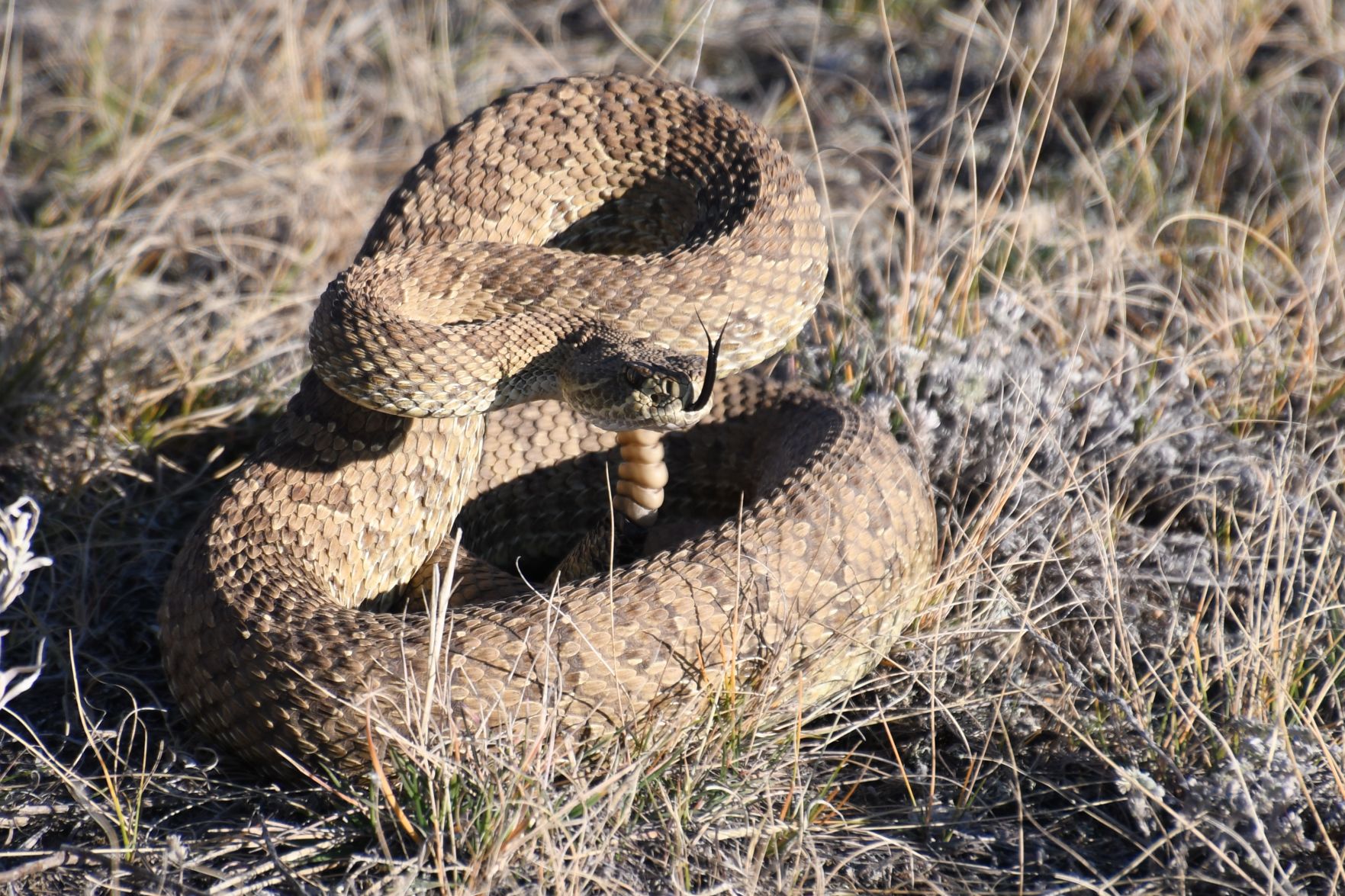 Rattlesnake